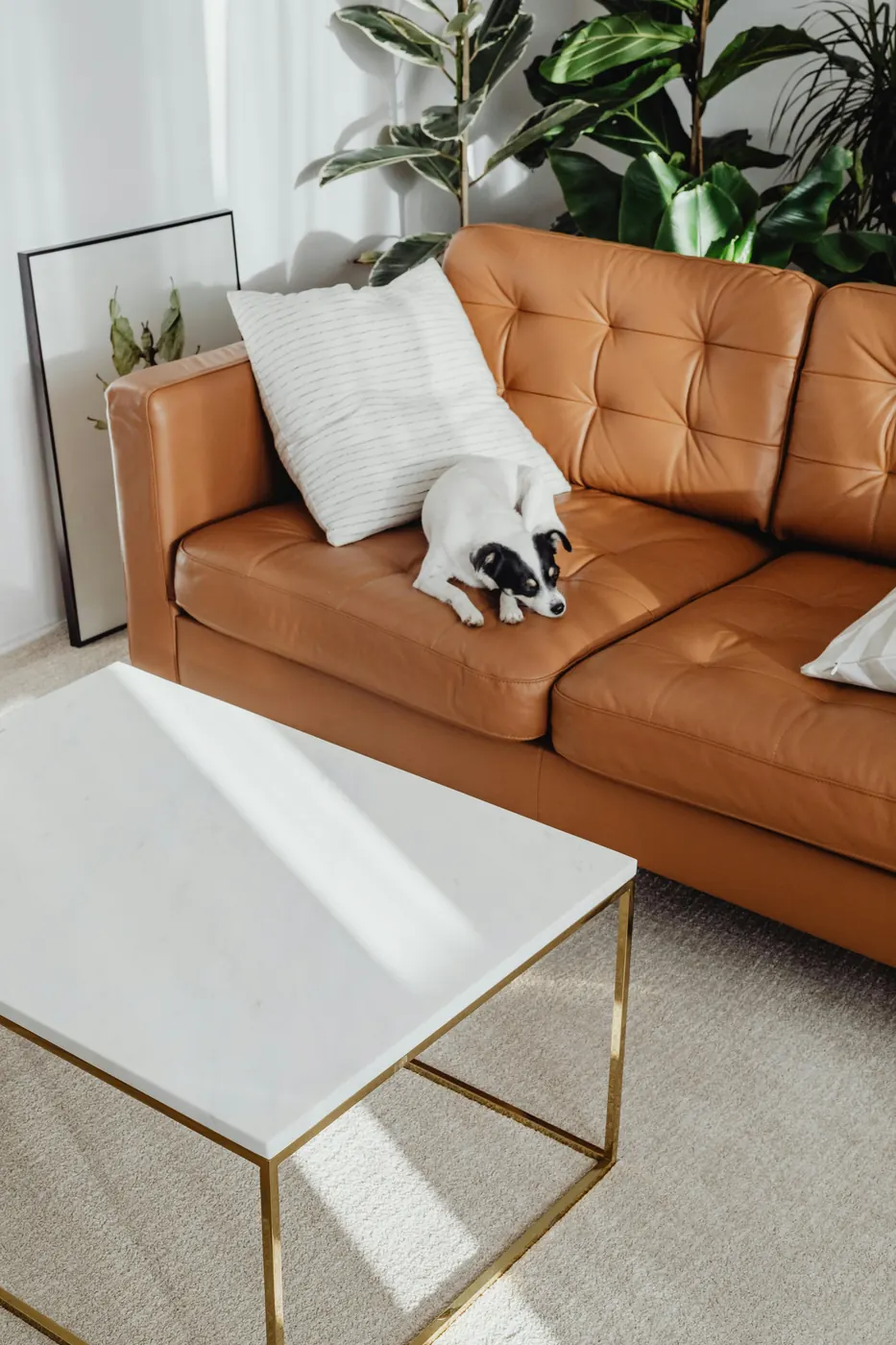 Perro descansando en un sofá de salón como ejemplo de uso real de una cámara interior para mascotas