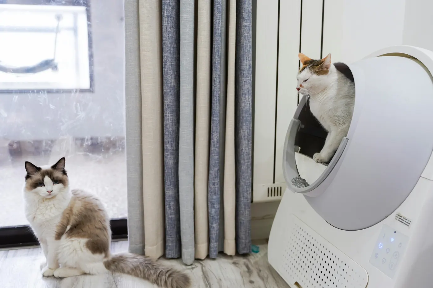 Salón de casa con gatos como ejemplo de uso de una cámara WiFi para mascotas
